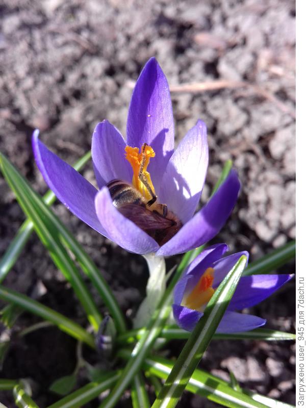 А это "Зажужжало"!)))))