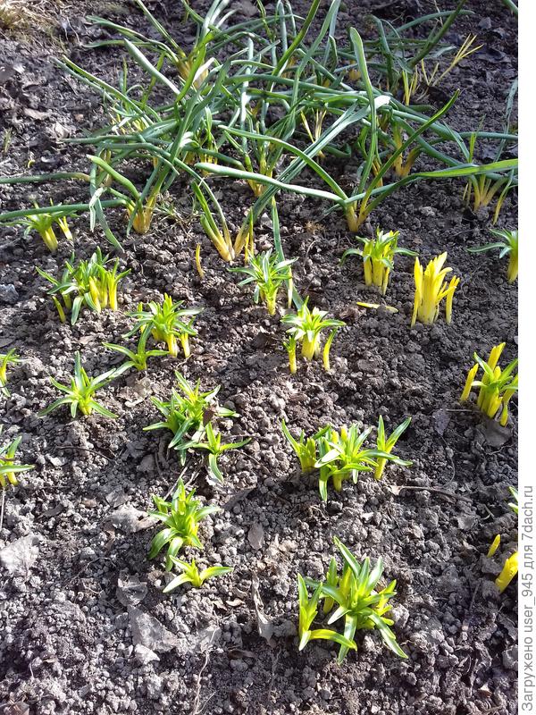 Самые шустрые лилии))