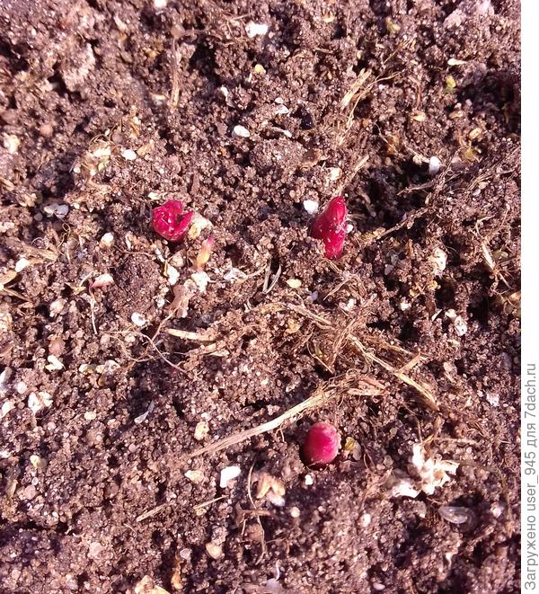 Я их ряской на зиму укрыла-замульчировала.