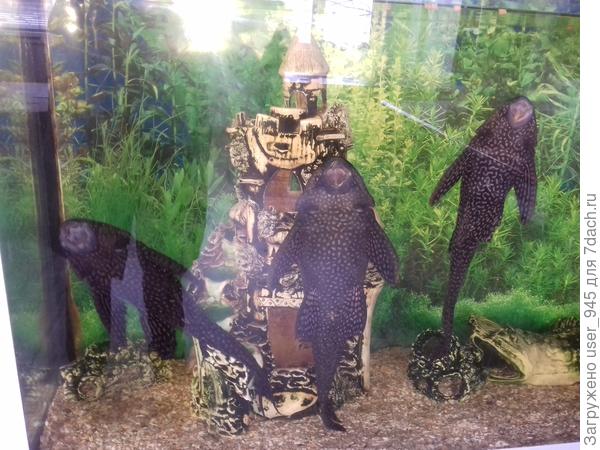 Через стекло не очень фотки получились.