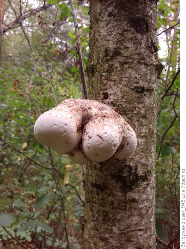 Чем не тигриная лапа))