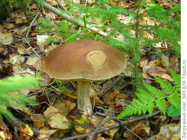 Обычный собрат))