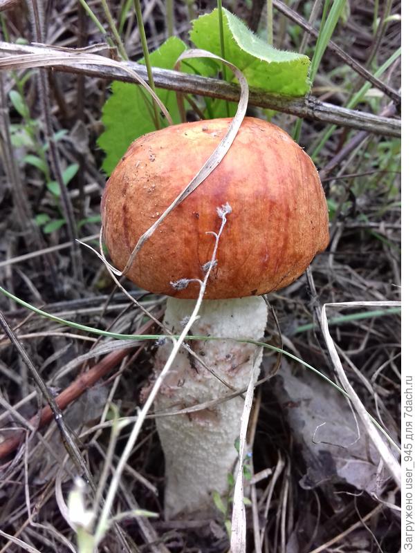 Крепыш подосиновик))