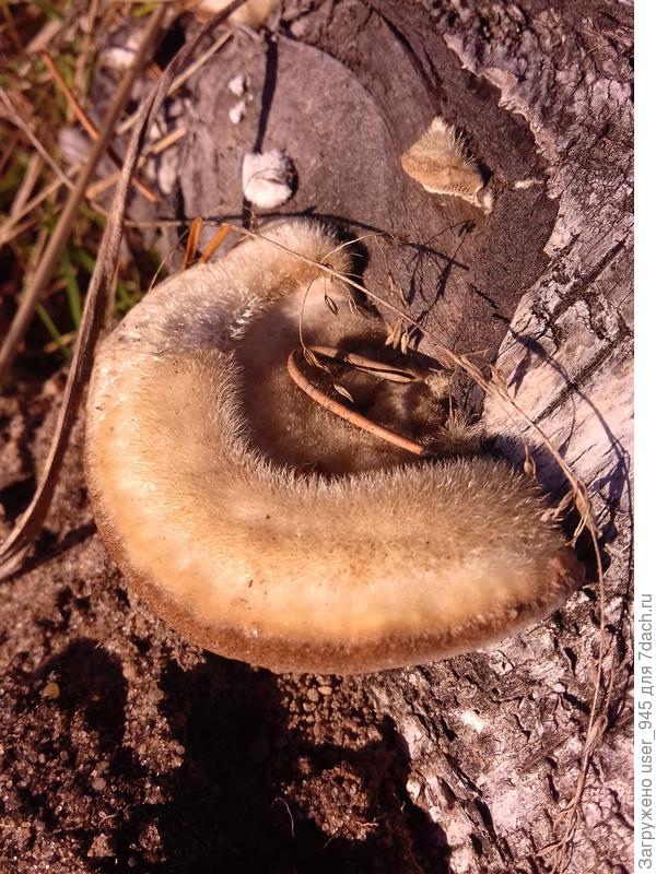 Не знаю что за пушистик?))