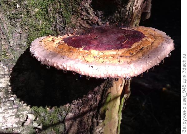 Трутовик в &quot;бриллиантовом&quot; ожерелье)))