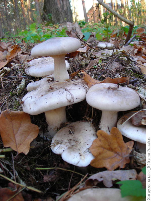 Самый младший в дозоре)) серые рядовки.