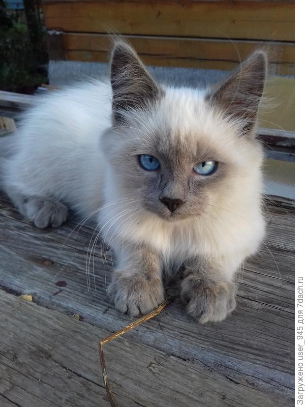 Уже не мой красавчик Тихон.