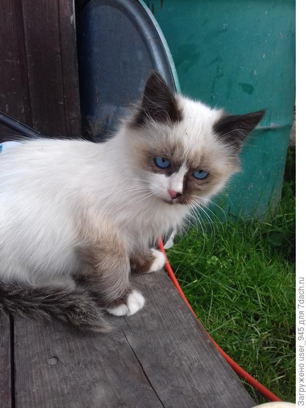 А это сестрёнка: "корми, но не трогай"