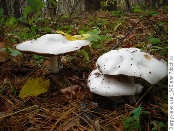 Шампиньоны переростки))