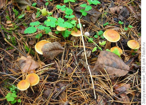 А вот этих незнакомцев очень много))