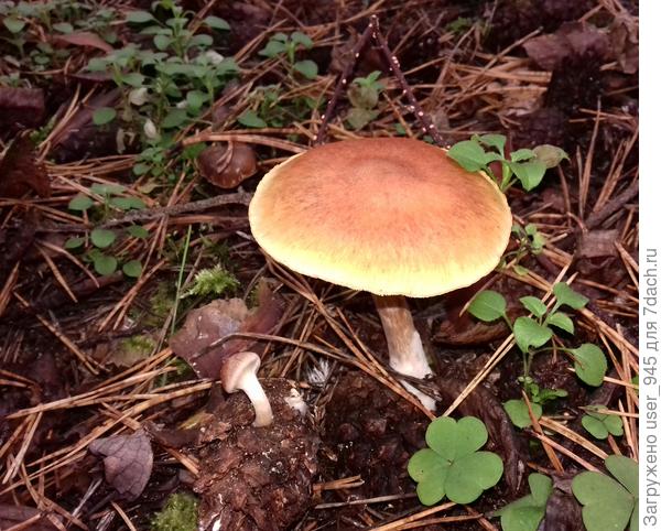 ??? "Давид и Голиаф")))