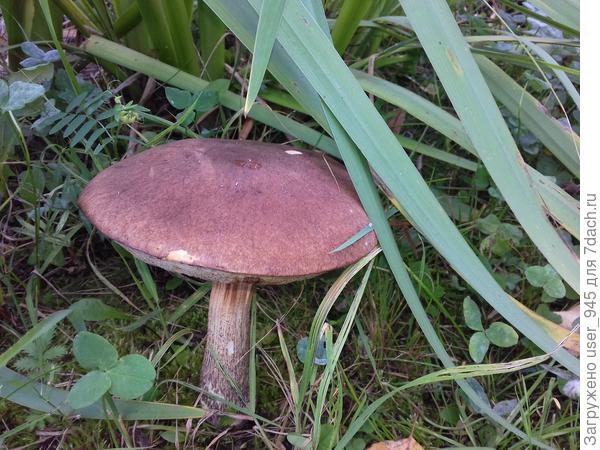 Красавчик в ирисах))