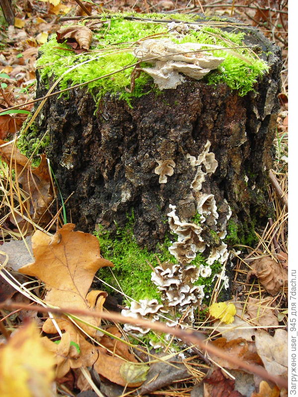 Трутовиковое украшение для пенька))