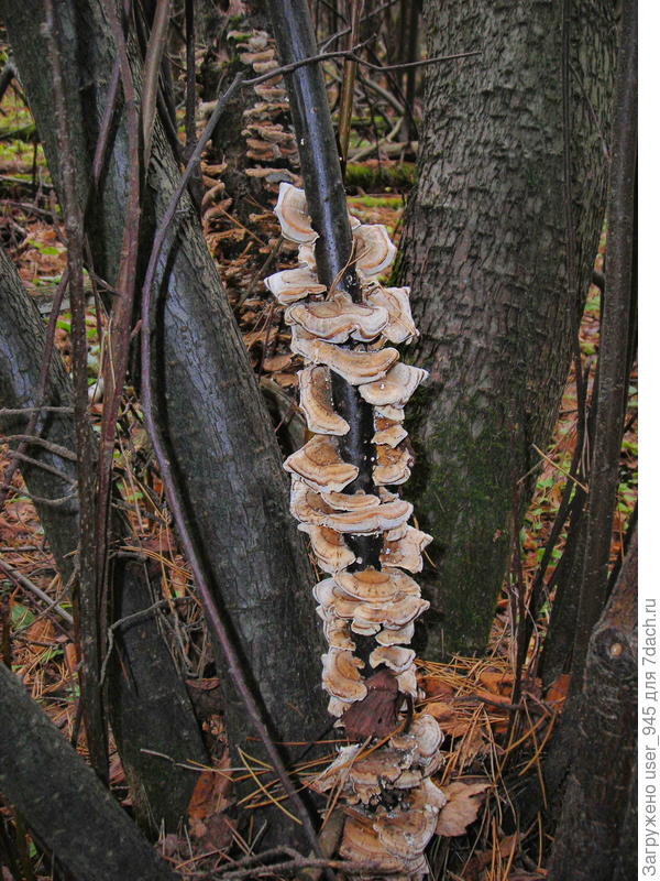 Словно морские гребешки)))