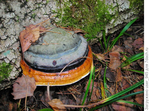 Радужная "шляпка"))