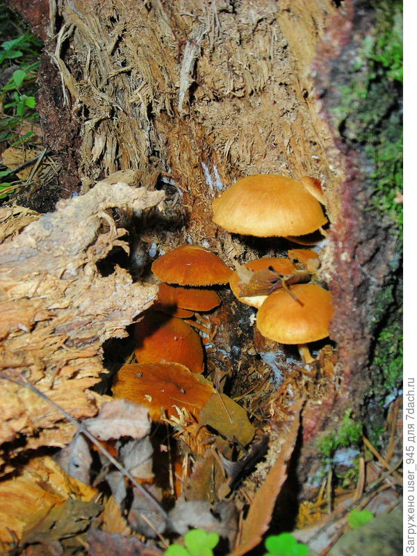 Притаились))