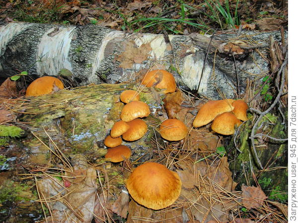 Незнакомцы))