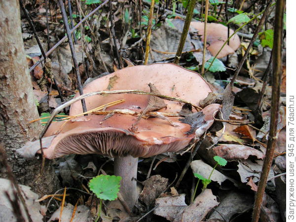 А это на последок, рядовка фиолетовая, уже переросшая))