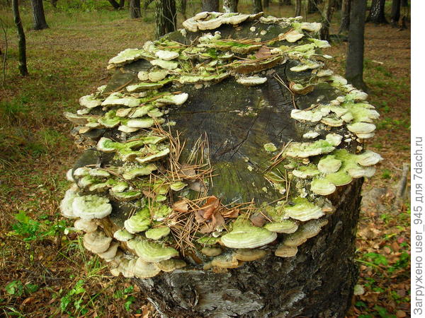 Венок для пня:) и даже пень в осенний день преобразился...))