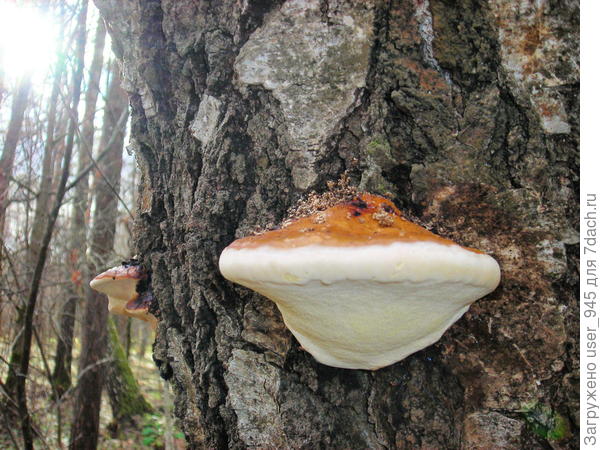 А этот на жабу похож))