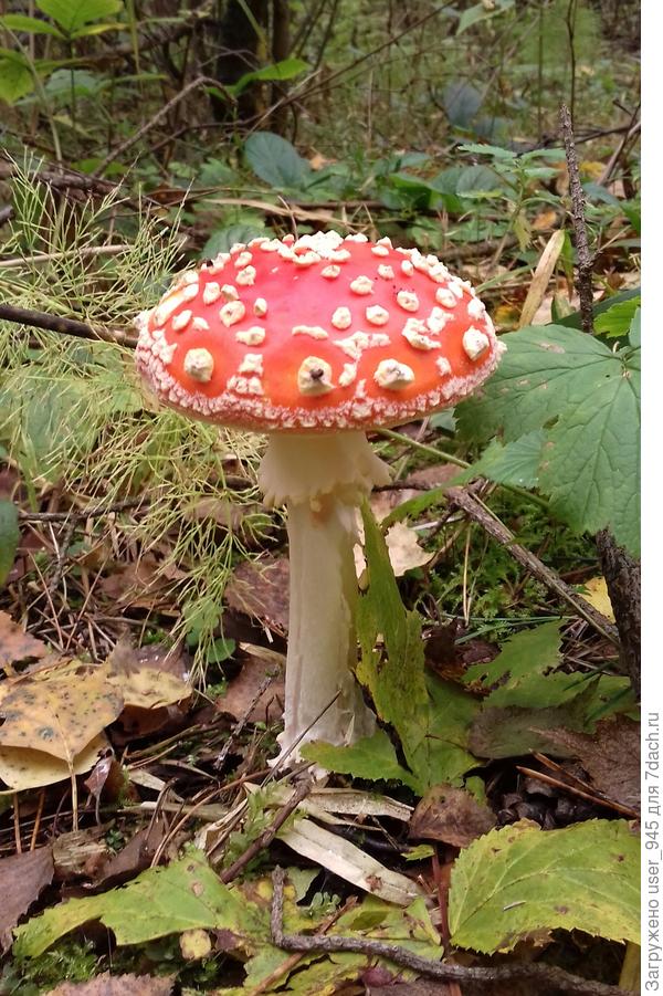 Уже показывала его, но всё же...)))