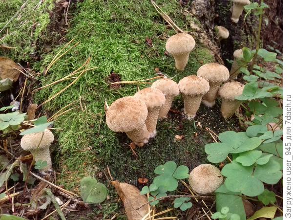 Ну и традиционный на деревьях)).