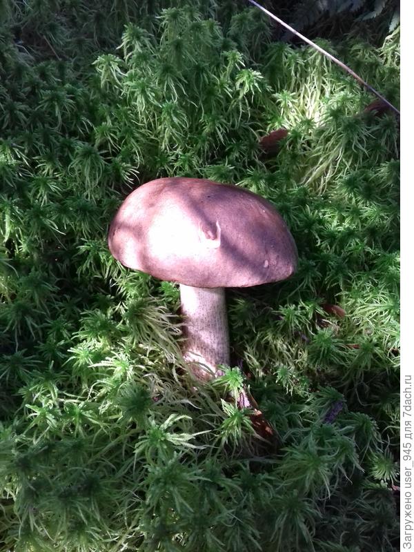 Иногда с подарочком встречается)).