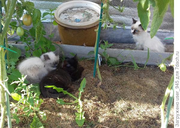 Уже подросли и освоились)). Но сёстры так и не даются в руки, жаль, а то сиамскую-метиску сразу забрали бы.