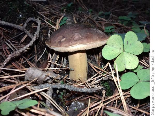 Под деревьями для фоток всё равно было темновато.