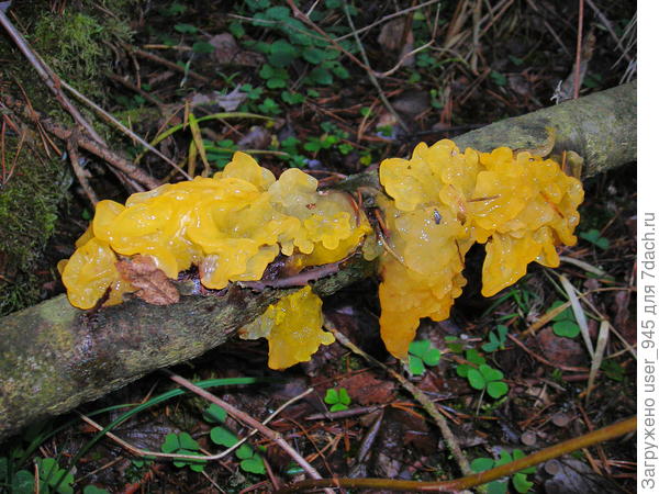 А ещё встретили вот такое чудо-юдо студенистообразное)).