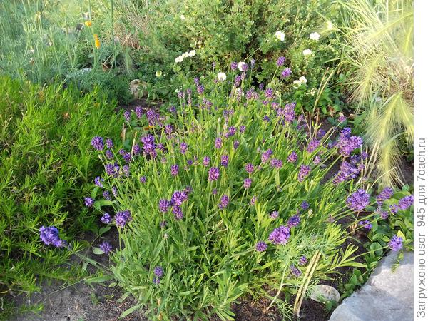 Моя лаванда в конце июня, в сентябре уже была в два раза шире и выше)).