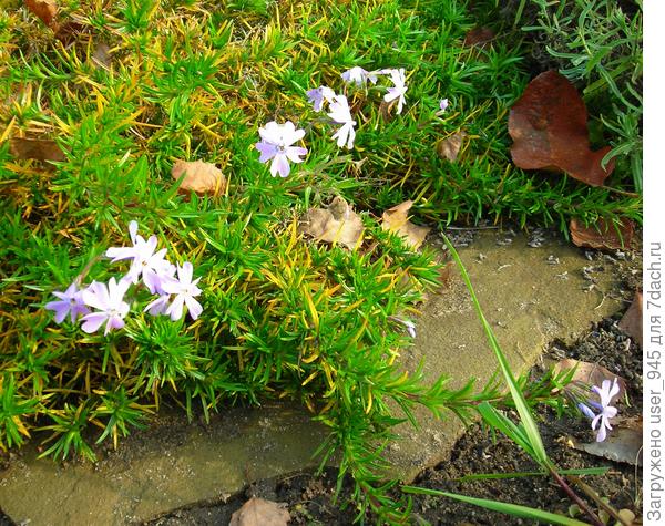 Шиловидный флокс этой осенью ещё раз зацвел во второй половине октября.