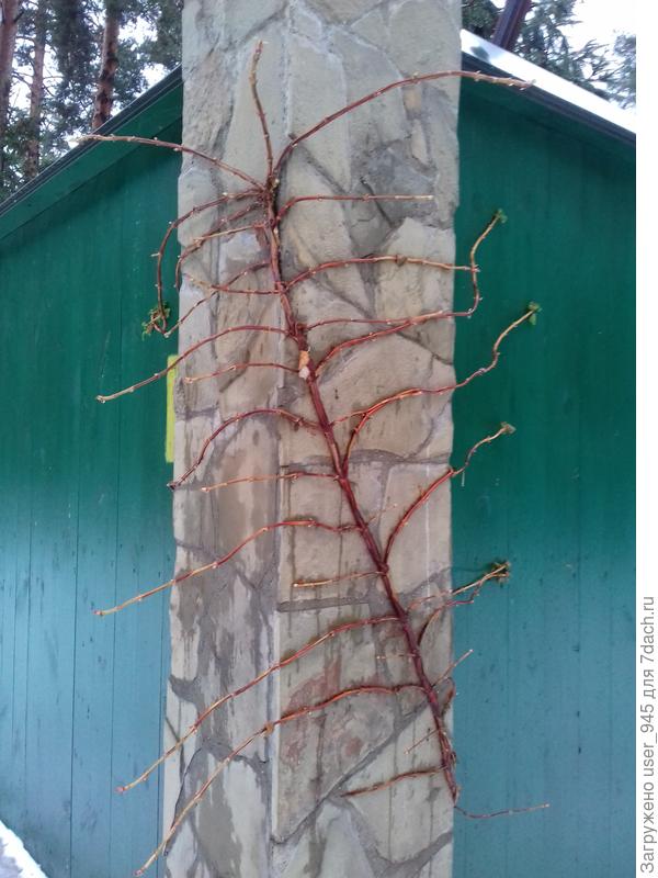 Позапрошлой зимой увидела вот такую &quot;сороканожку&quot; на столбе частного забора)). Побег черешковой гортензии пролез в щель на улицу, ничем не привязан, прикрепляется самостоятельно и очень прочно.