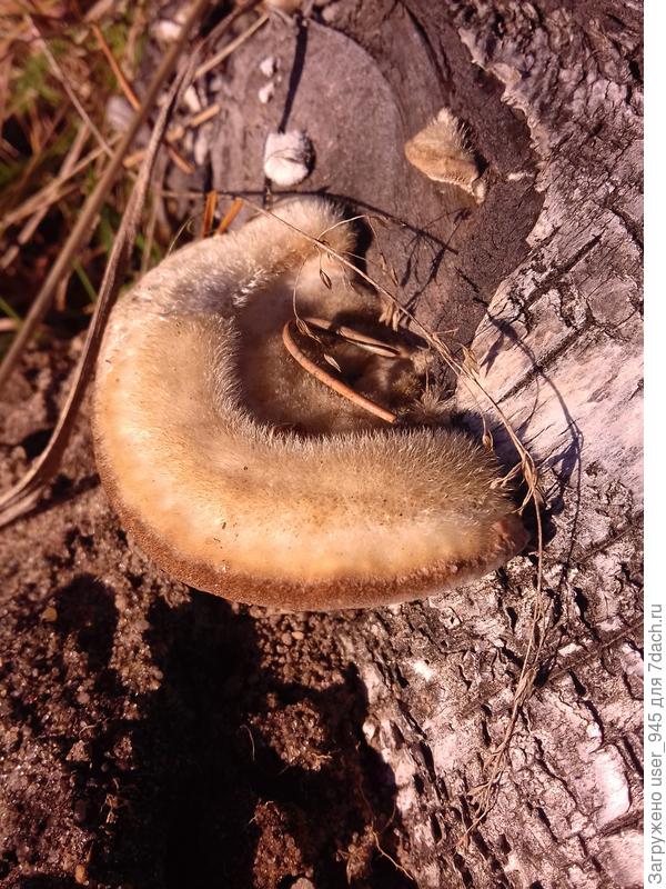 Этот неизвестный пушистик?))