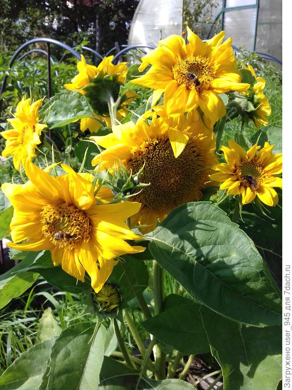 Не совсем медвежонок Тедди))) но всё равно красив:)