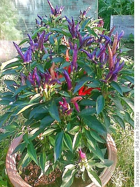 Перчик гарда Фейерверк, жаль фотка не очень.