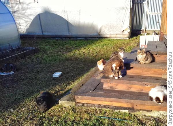 На крыльце послеобеденные солнечные &quot;ванны&quot; принимаются)))