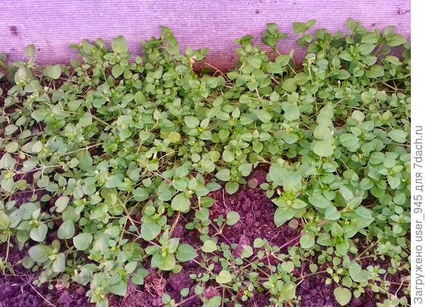 В теплице мокрушка зацветает))