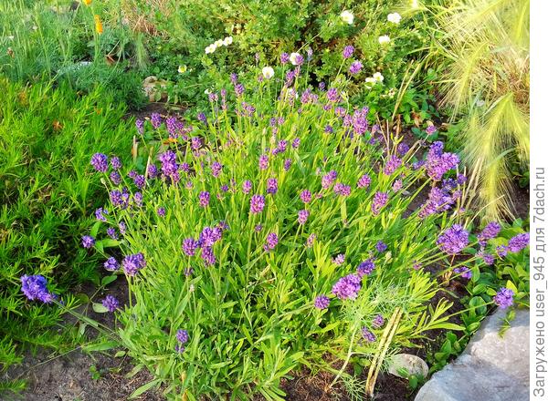 Эх, нам далеко до французского прованса;). Надеюсь перезимует моя красотка.