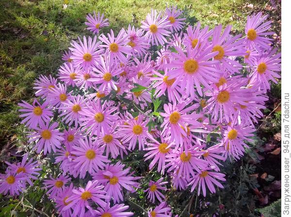 Хризантемки))