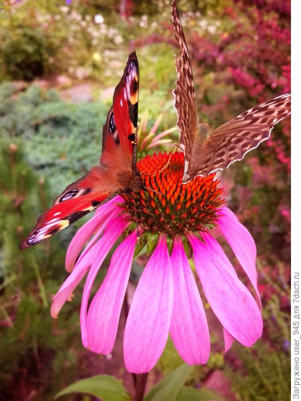 Эхинацея, любимица бабочек и пчёл)).