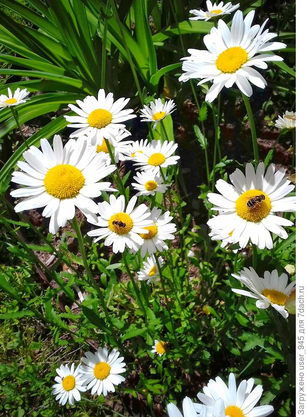 Любимые ромашки( нивяник), выросли сами)).