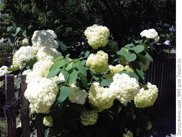 Мамина гортензия, возможно Аннабель))