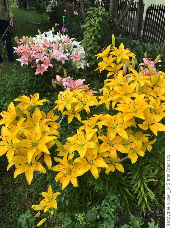 Не нашла ни одной панорамной фотки. Вот на этой за лилиями немного видно сад.