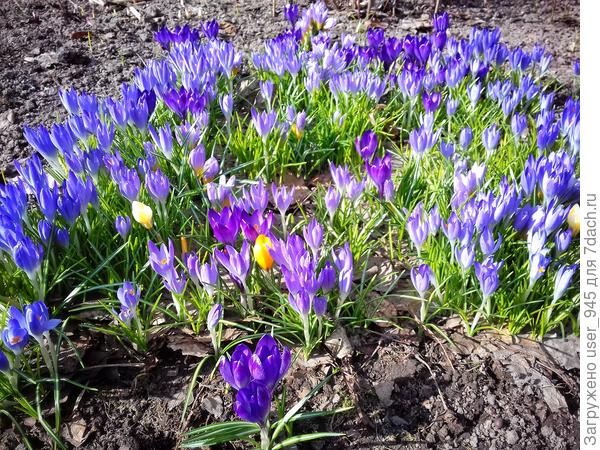 Вот эти мелкие голубенькие быстро размножаются.