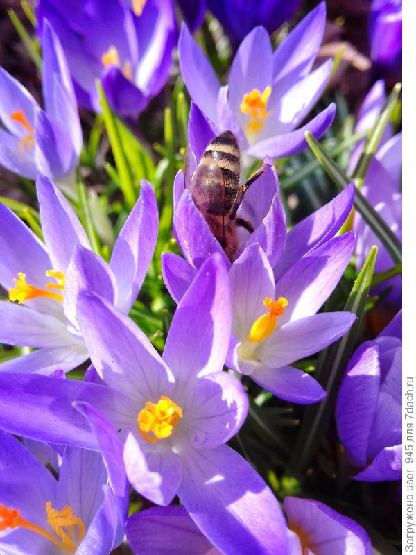 И жужжания пчёл:)