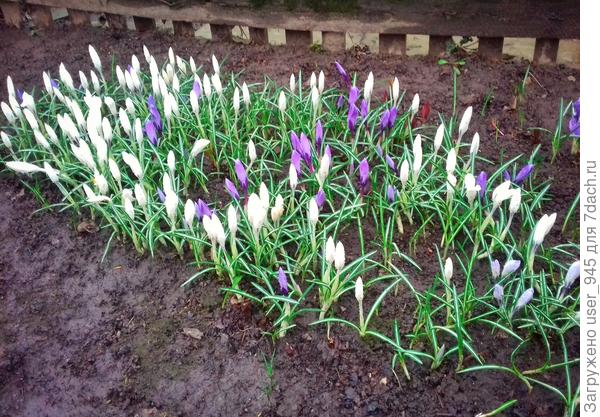 Вот эти очень крупные, этой грядочке тоже много лет, но их гораздо меньше.