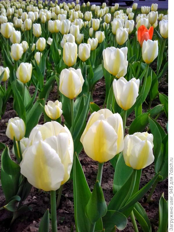 Тюльпановая река)))