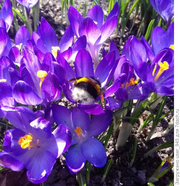 Тоже завидую шмелям и пчёлкам :)