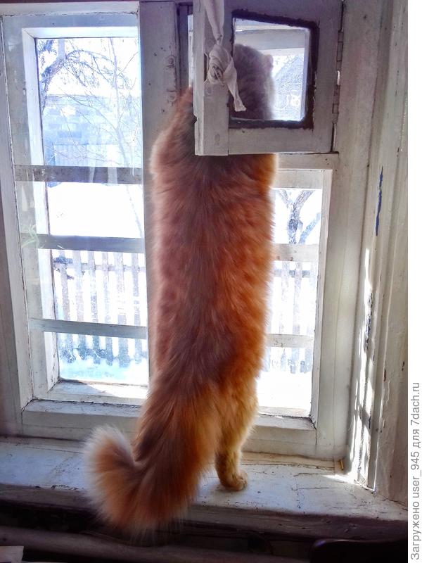 Рыжий собрался на улицу)))